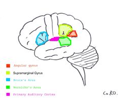 Surfacegyri