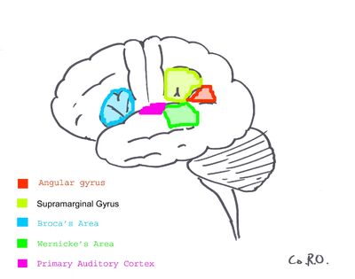 Surfacegyri