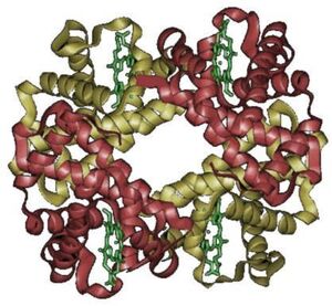 Hemoglobin