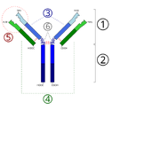 Immunoglobulin basic unit