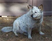 Lightblueheeler