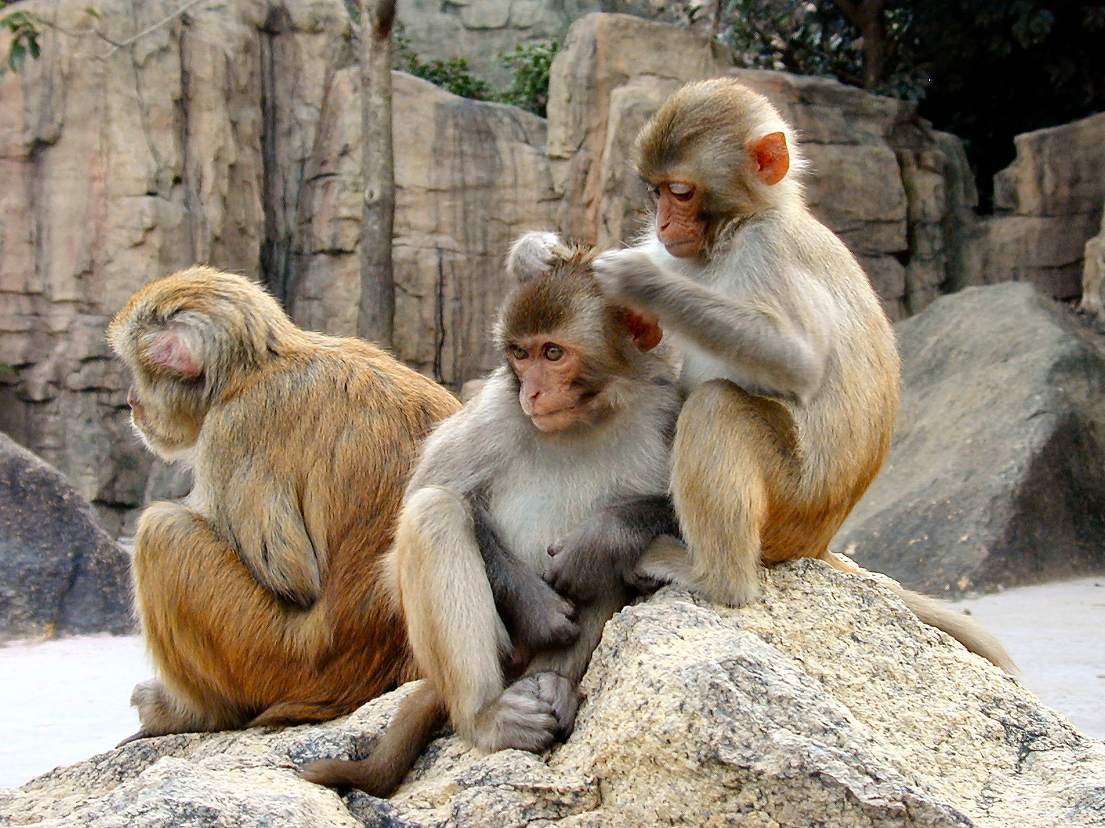 Crab-eating macaque - Wikipedia