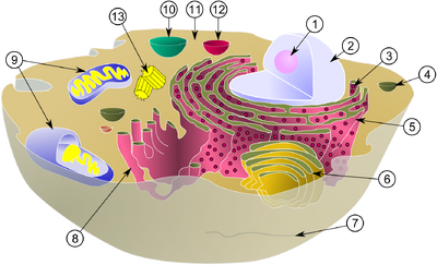 Biological cell