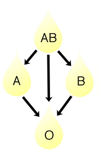 Modern Human Variation: Distribution of Blood Types