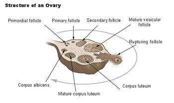 Corpus Luteum