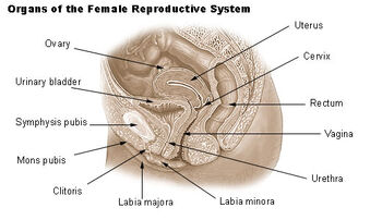 Vulva, Psychology Wiki