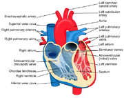 Structure of the heart valves.png
