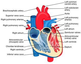 Structure of the heart valves