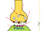 Neurotransmitters