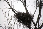 Bald eagle nesting