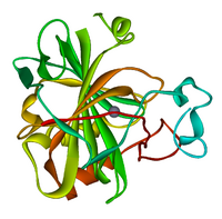 Carbonic anhydrase 1CA2