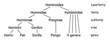 Hominoid taxonomy 7