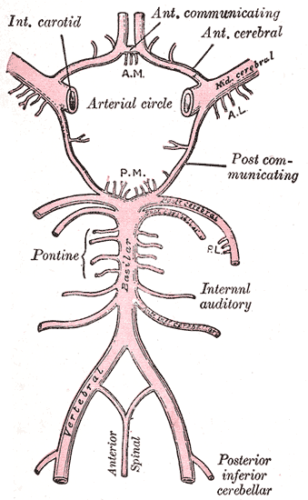 internal carotid artery circle of willis