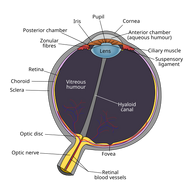 Schematic diagram of the human eye en