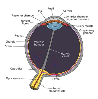 Schematic diagram of the human eye en