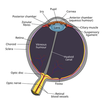 Schematic diagram of the human eye en
