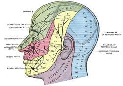 File:Mandibular nerve.jpg - Wikipedia