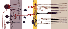 Bipolar cell of the retina - Retina. Bipolar cells are shown in red.