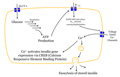 Glucose-insulin-release