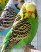 Budgerigar hen of natural colouration