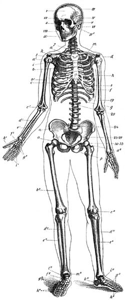 Human skeleton. Vector schematic drawing - Stock Illustration [85243109] -  PIXTA