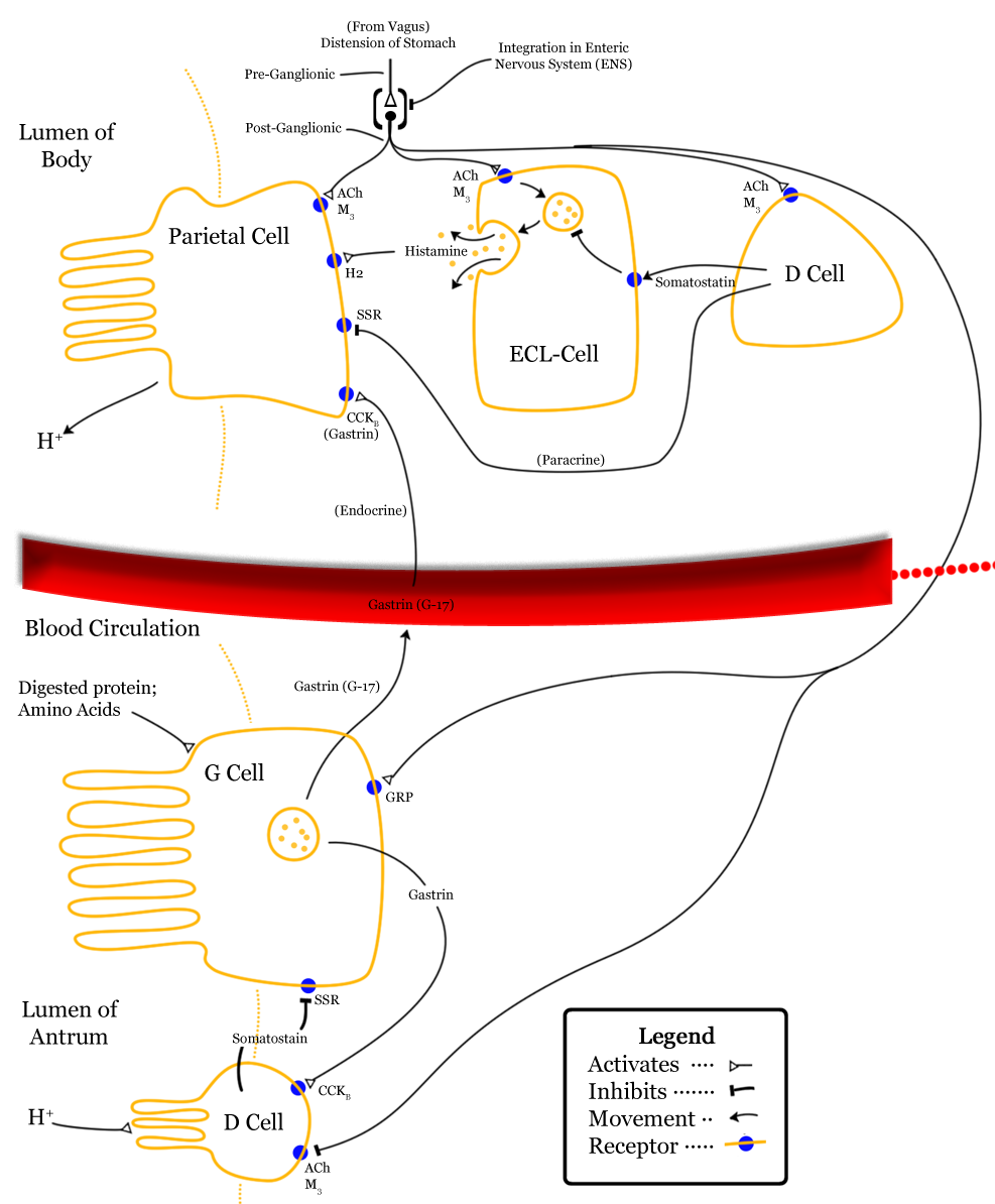 Somatostatin Psychology Wiki Fandom