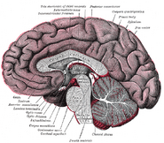 Median sagittal section of brain. The relations of the pia mater are indicated by the red color.