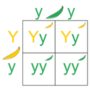 Punnett Square