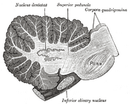 Sagittal section through right cerebellar hemisphere. The right olive has also been cut sagitally.