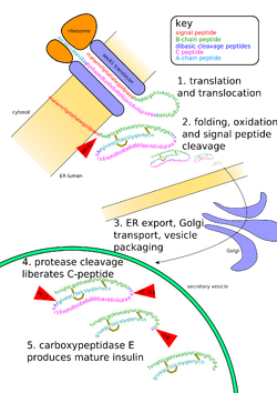 Insulinpath