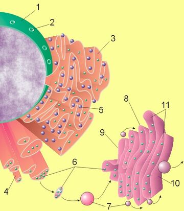 Nucleus ER golgi