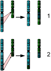 Two Chromosome Mutations