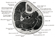 Cross-section through middle of leg.