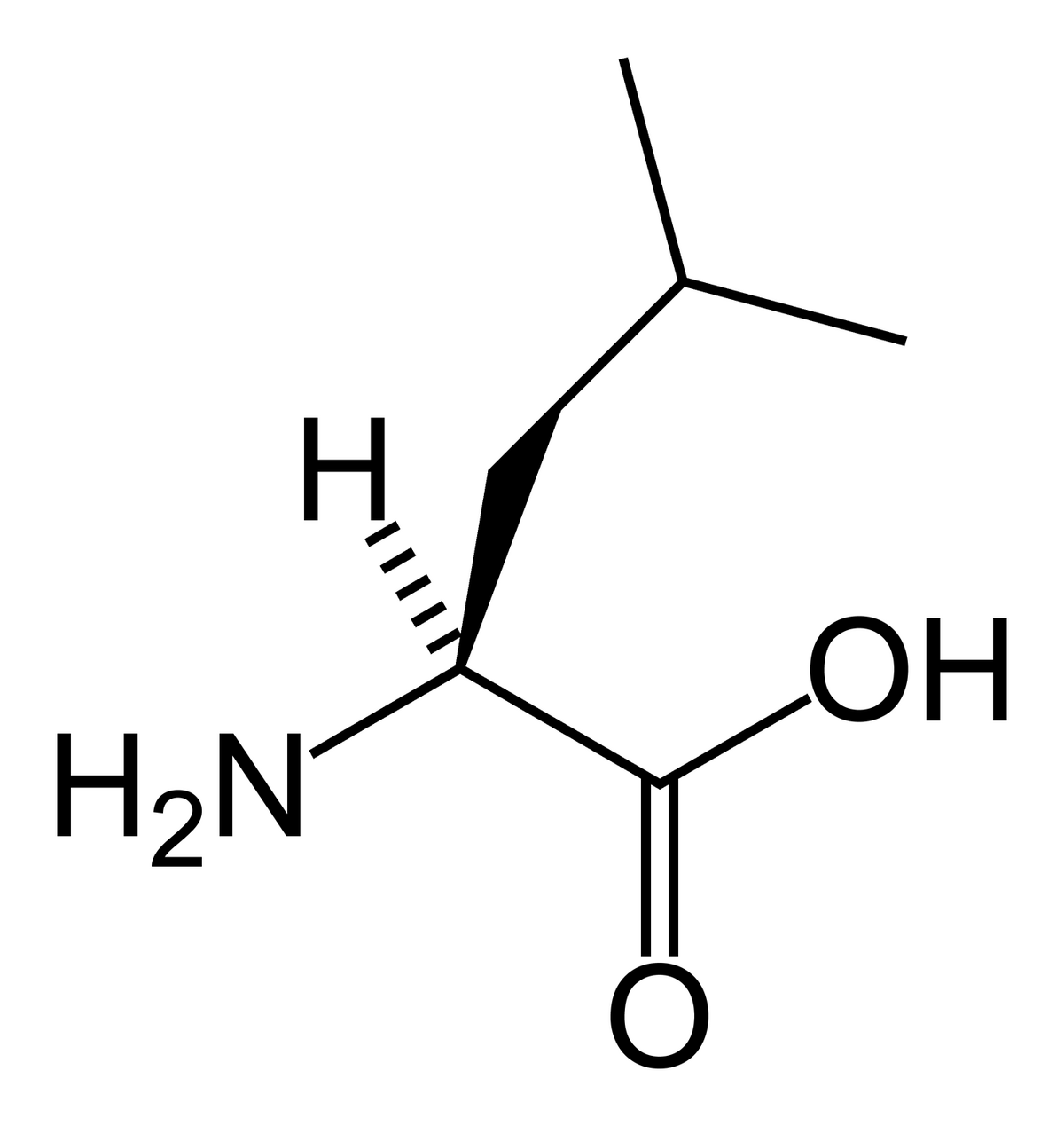 Leucine Psychology Wiki Fandom