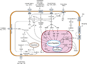 Signal transduction v1