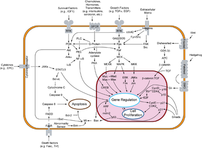 Signal transduction v1