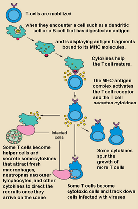 T cell activation