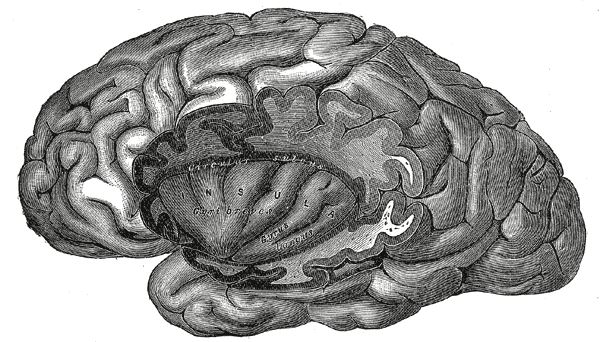 operculum brain of the l