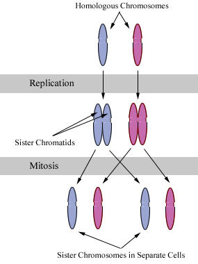 Chromosomes during mitosis.jpg