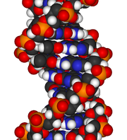 DNA-fragment-3D-vdW