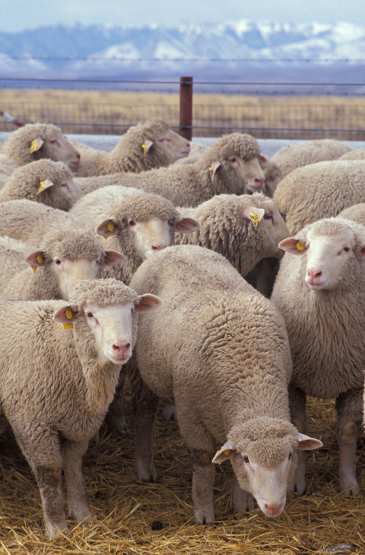 Domestic sheep, Psychology Wiki