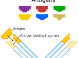 Immunoglobulins