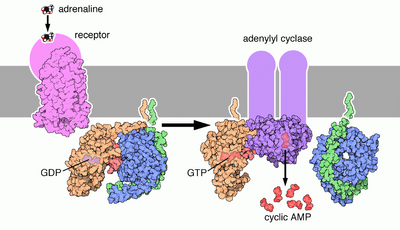 G protein signal transduction (epinephrin pathway)