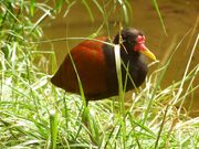 Jacana jacana