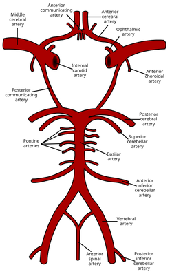 anterior cerebral artery