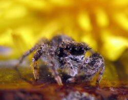 Jumping-spider-WA-eyes