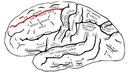 Gray726 Superior frontal sulcus