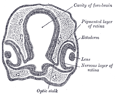 Retina - Wikipedia