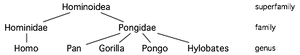 Hominoid taxonomy 1