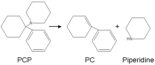 Conversion of PCP into PC and piperidine by heat. (Image in the PD)